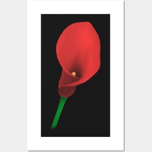 Striking Red Calla Lily for Flower Lovers Posters and Art